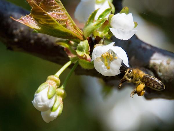 Biene auf einer Kirschblüte