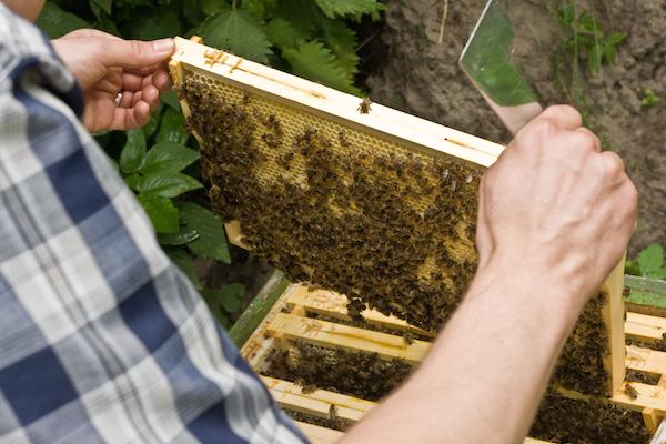 Imker bei der Arbeit – mit bloßen Händen