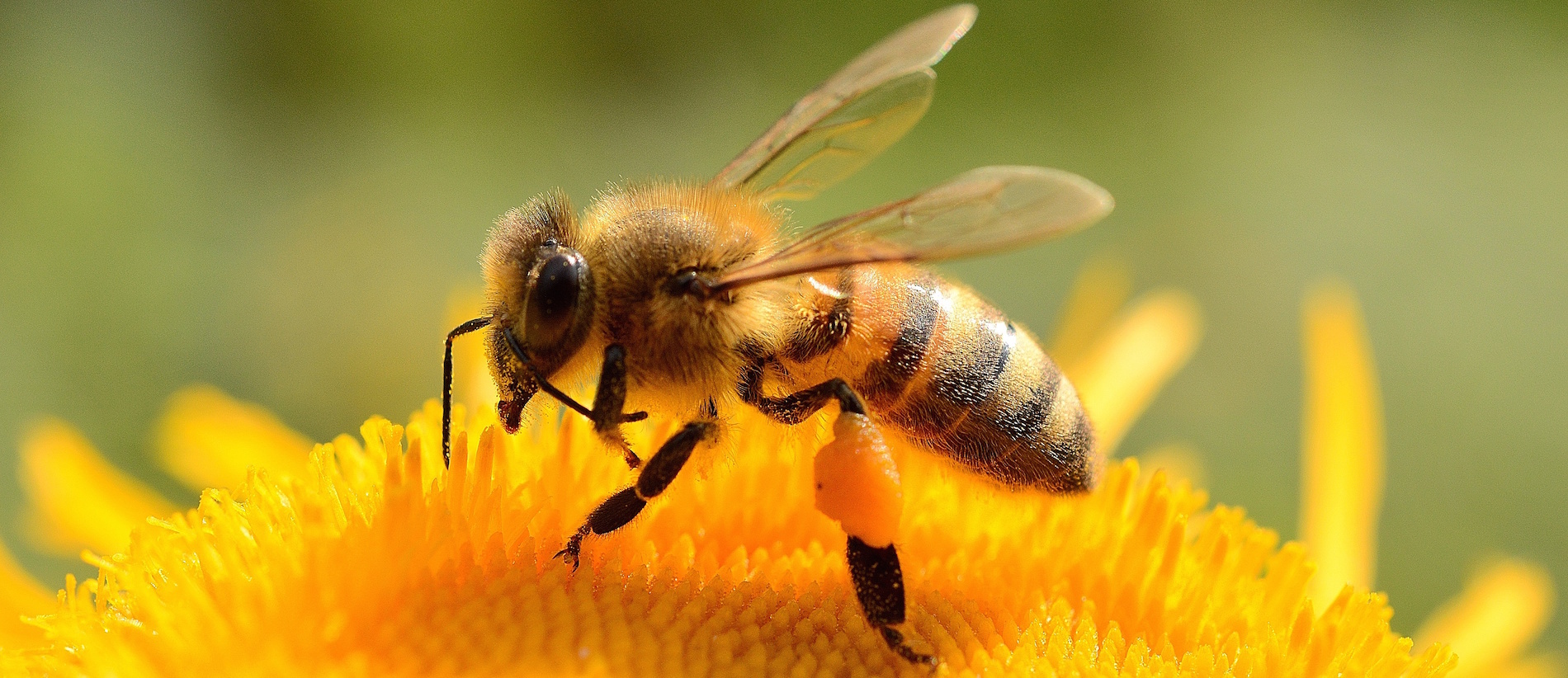 Biene auf Blüte